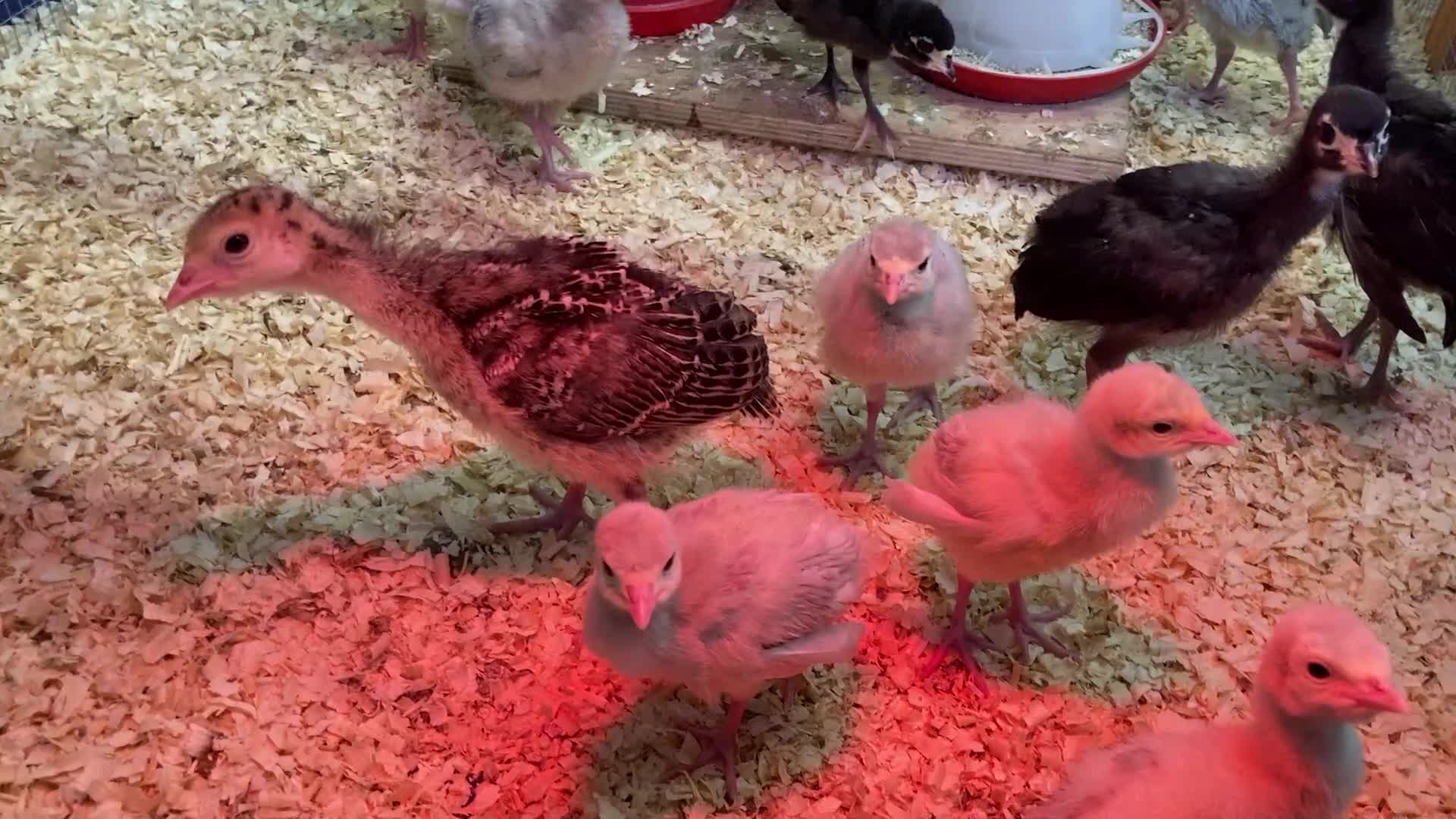 Turkeys poultry for sale: Lavender / Lilac Turkey poults in Norwich - Video 1