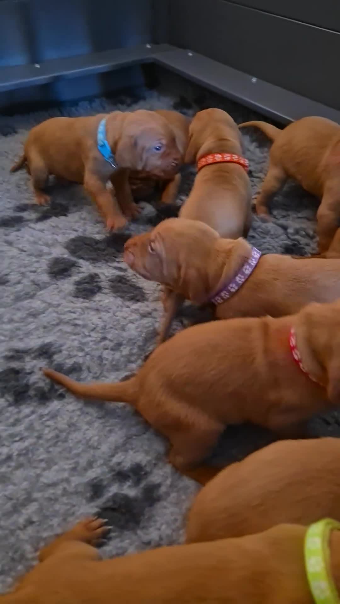 Hungarian Vizsla dogs for sale: KC Reg Hungarian Vizsla Puppies-Imported Lineage - Video 1