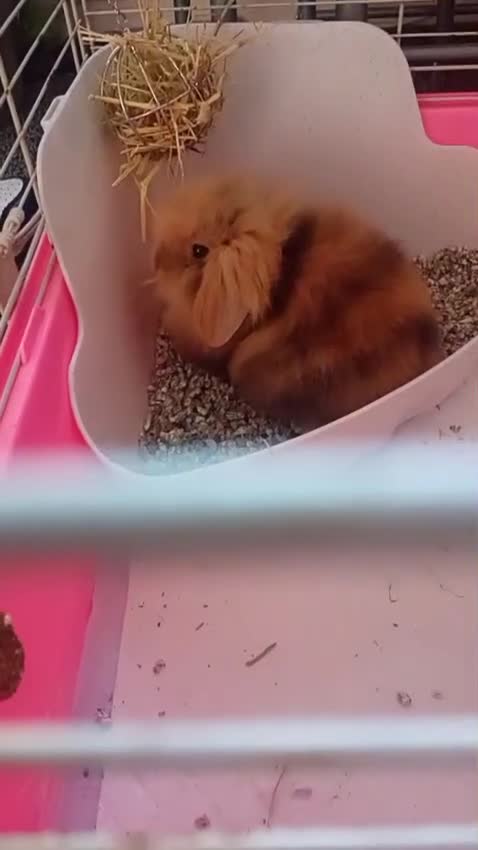 Mixed Breed rabbits for sale: Bby 12 week old little girl - Video 2
