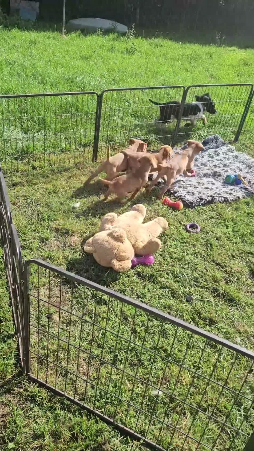 Labrador Retriever dogs for sale: Labrador puppies in Newton Abbot - Video 1