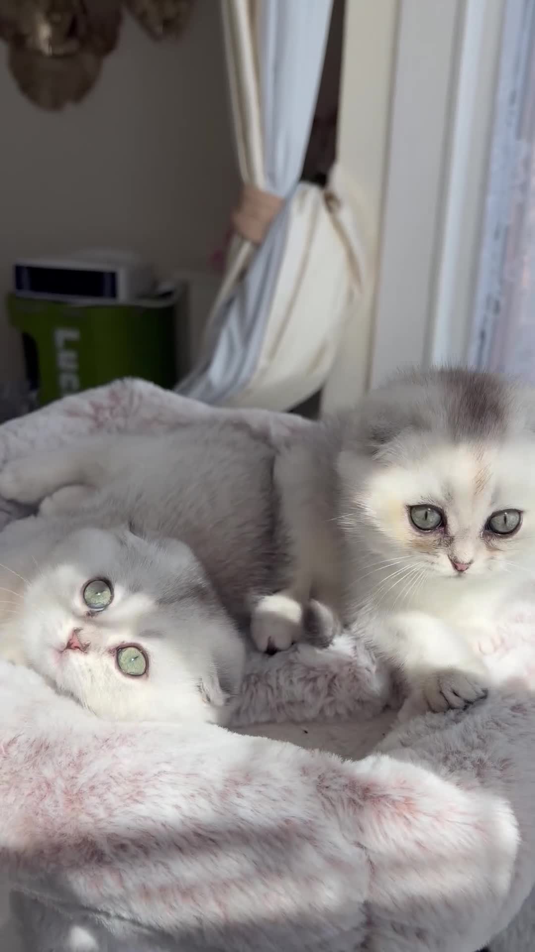 Scottish Fold cats for sale: Adorable Scottish Fold Kitten - Video 4