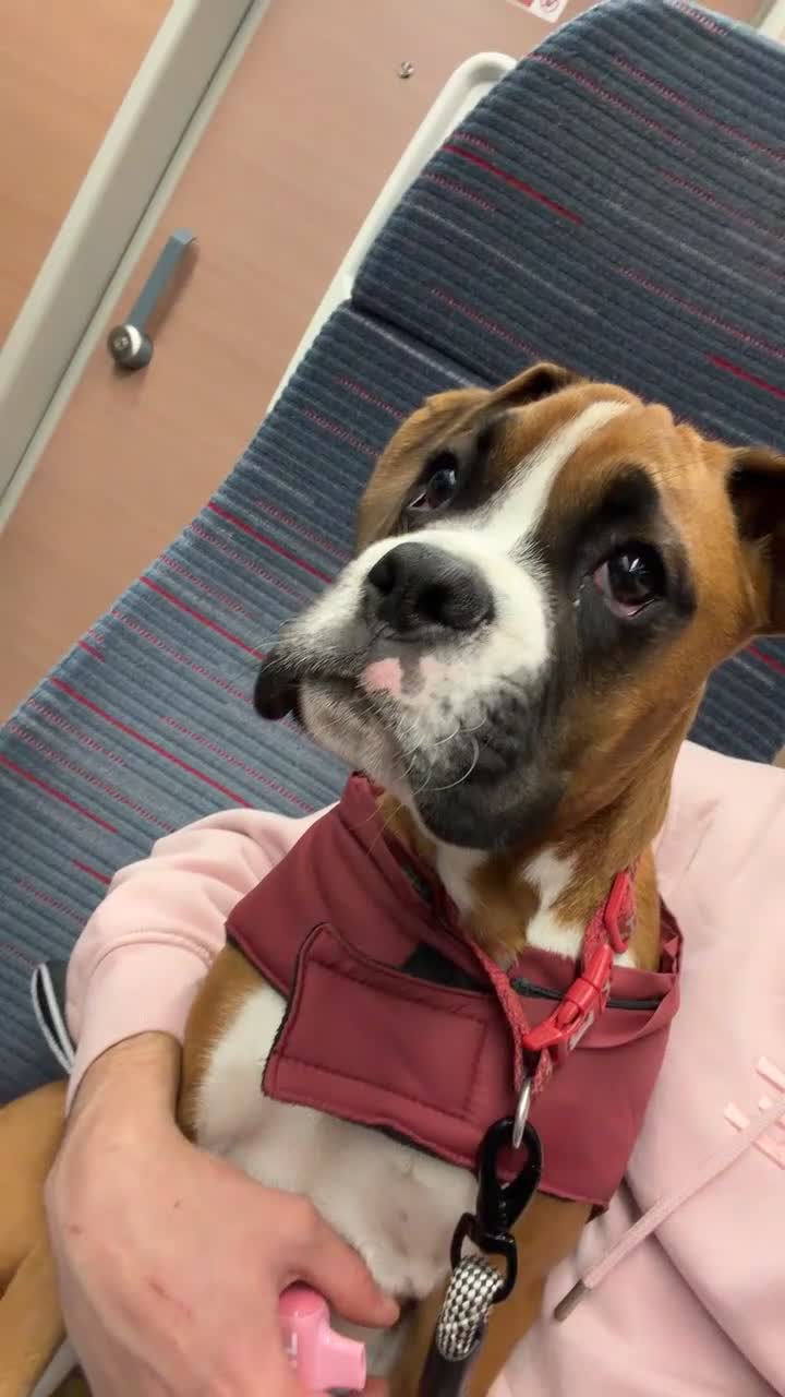 Boxer dogs for sale: Hank! in London - Video 3