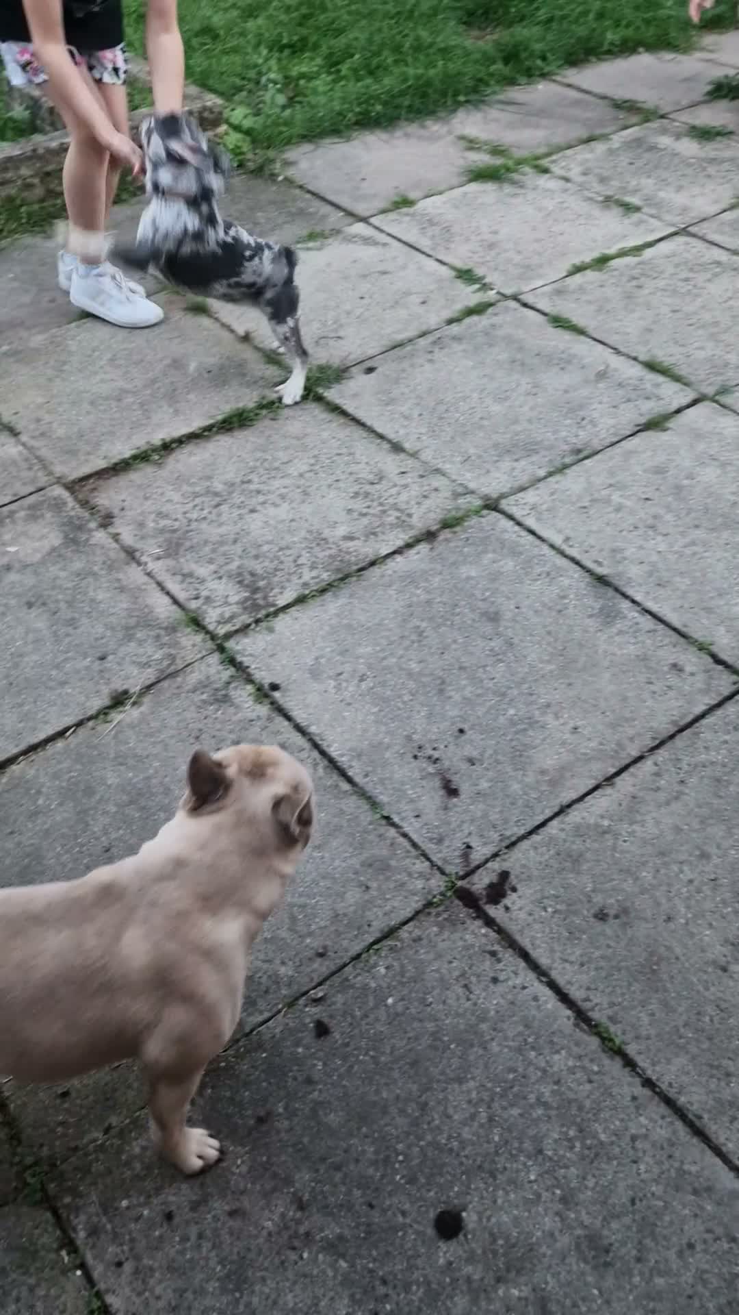 French Bulldog dogs for sale: French bulldog, 1 girl left  - Video 1