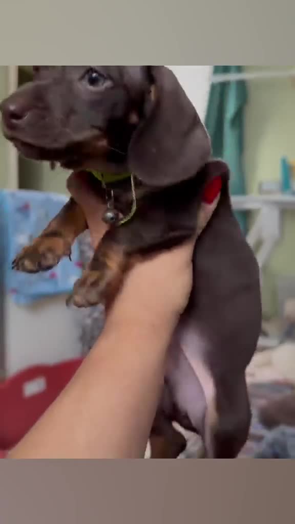 Miniature Dachshund dogs for sale: 💕Bridget and Oscar Can’t wait to meet with You💕 - Video 1