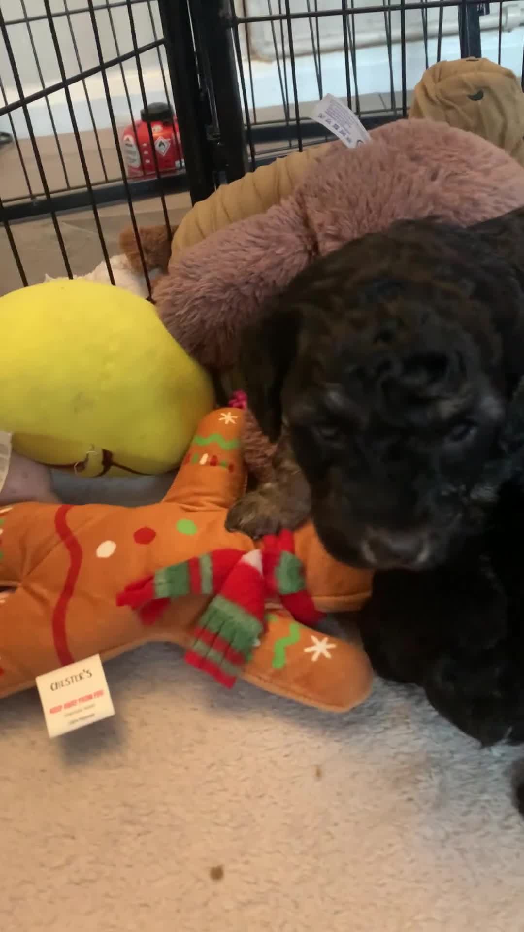 Cockapoo dogs for sale: Cockapoo Puppies  - Video 4