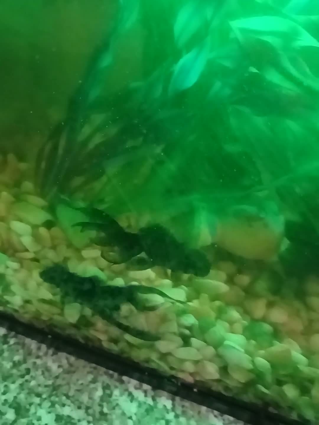 Goldfish fish for sale: 2 Black moor fish in Blackpool - Video 1