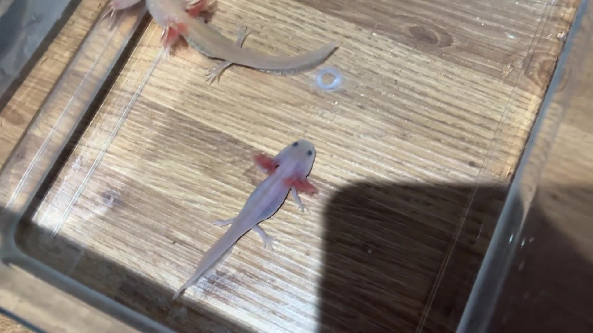 Axolotl reptiles for sale: Axolotl Jeuveniles  - Video 1