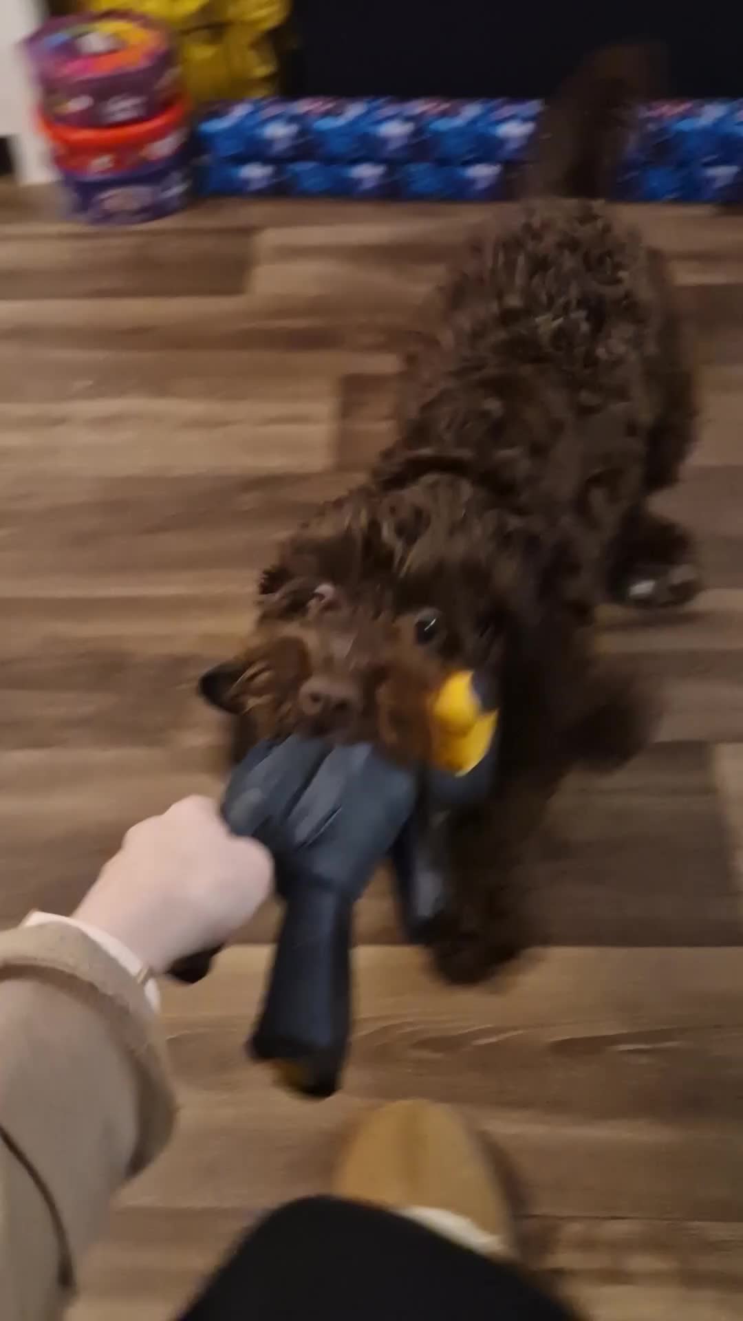 Cockapoo dogs for sale: MALE Cockapoo for sale - Video 3