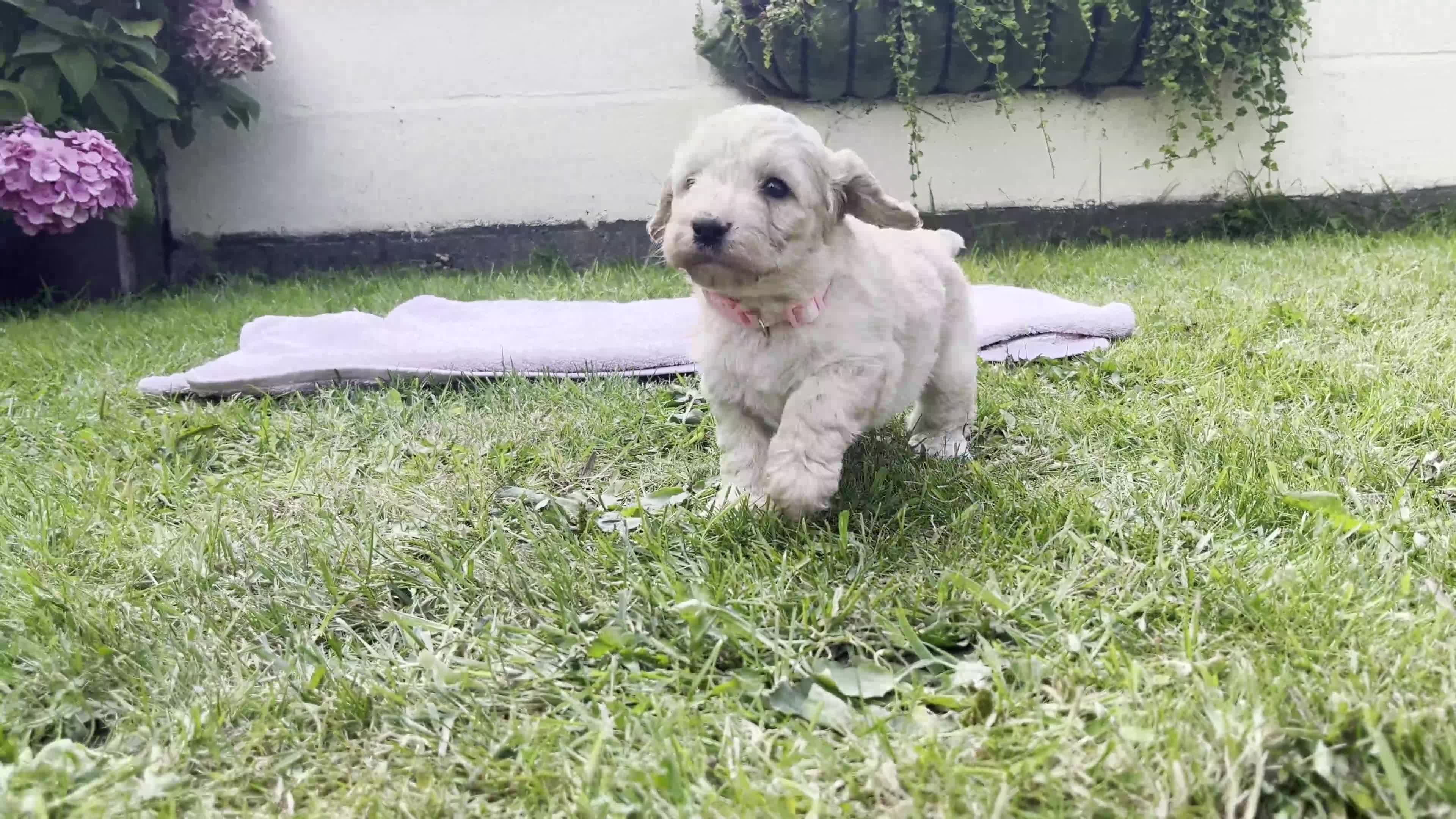 Cockapoo dogs for sale: Cockapoo puppies  - Video 1