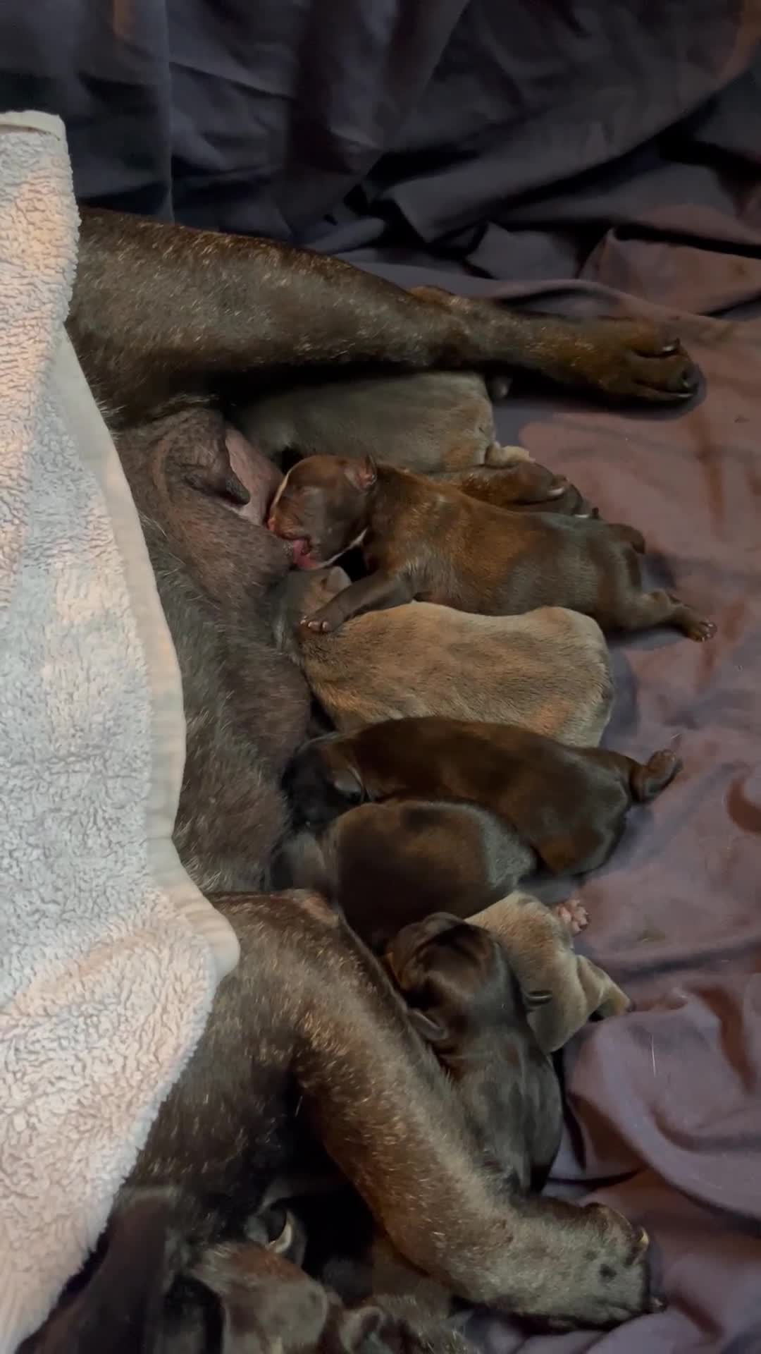 French Bulldog dogs for sale: french bull dog pups for sale - Video 1
