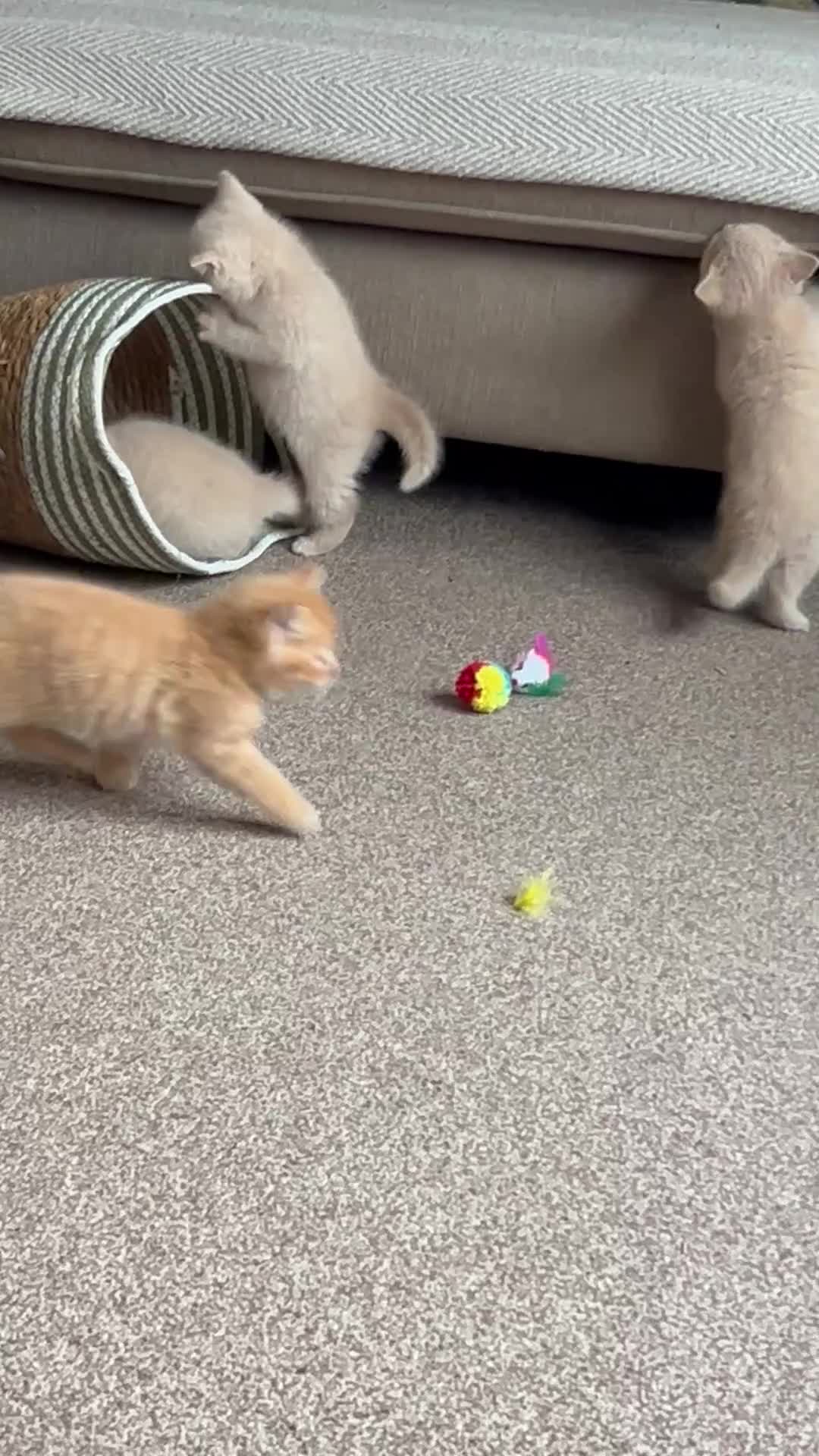Mixed Breed cats for sale: Mixed litter of cross kittens  in Shepton Mallet - Video 1