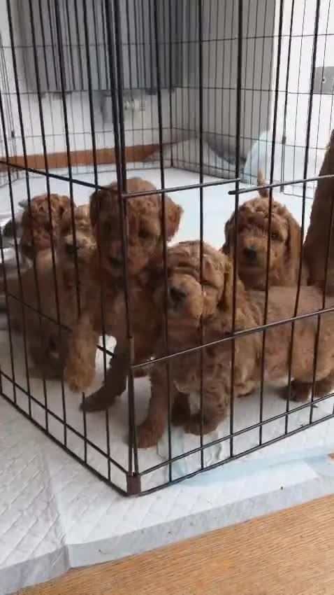 Miniature Poodle dogs for sale: Adorable Miniature Poodle Puppies - Video 2