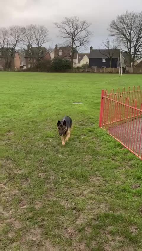 German Shepherd dogs for sale: Due to having a new born and not enough time  in Witham - Video 1