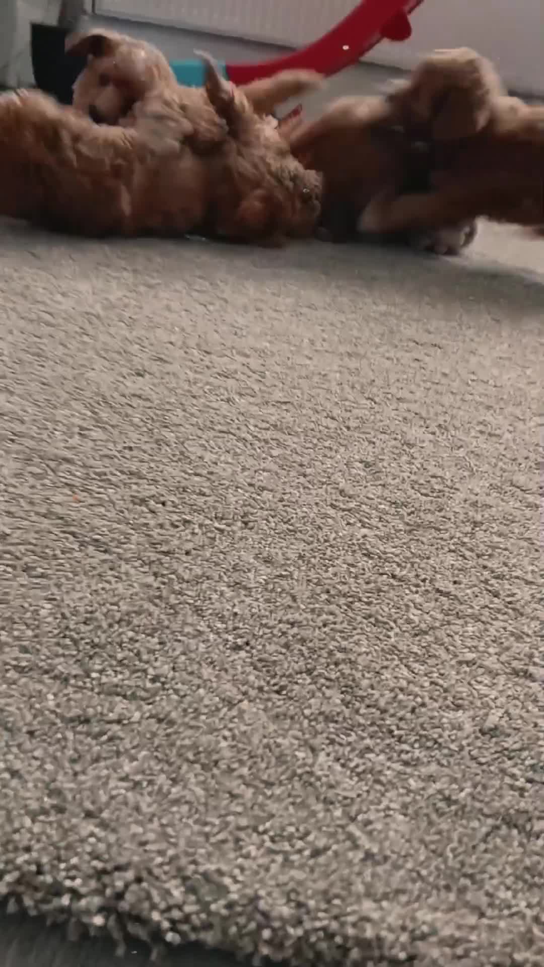 Maltipoo dogs for sale: F1B Maltipoo Puppies for Sale – 1 Boy, 3 Girls - Video 1