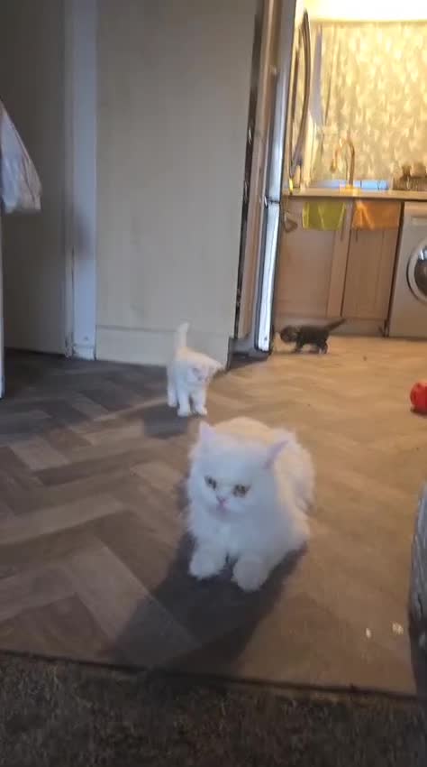 Persian cats for sale: Pure white long hair persian male kitten - Video 2
