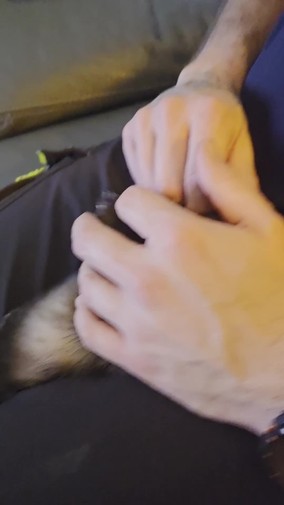 Ferret rodents for sale: Pair of Gills, tame sisters and full setup  - Video 1