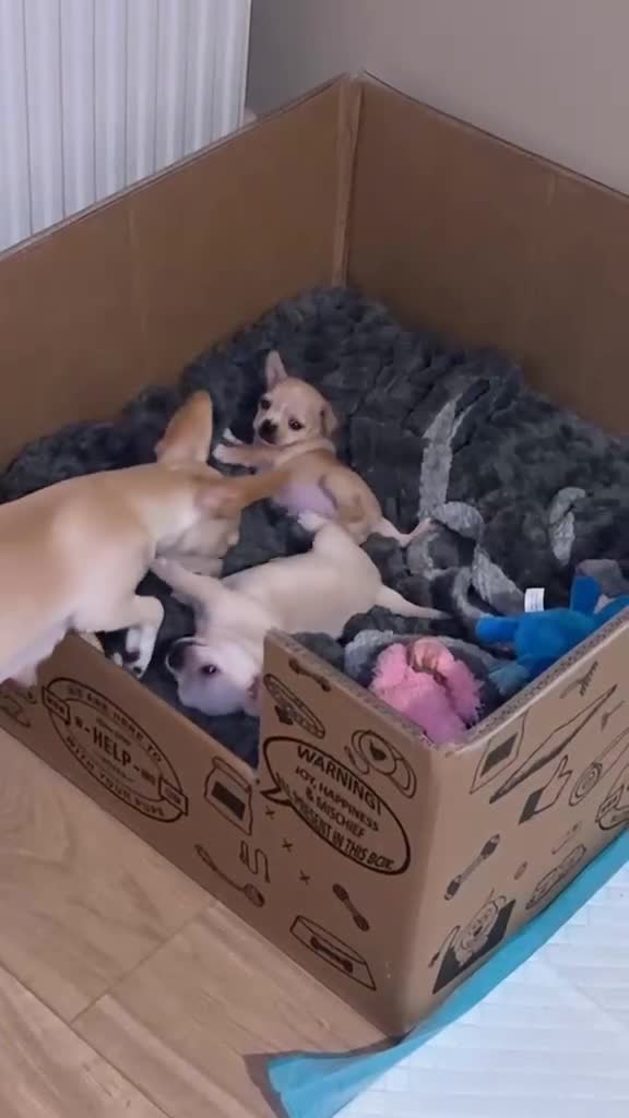 Chihuahua dogs for sale: Male Chihuahua  - Video 2