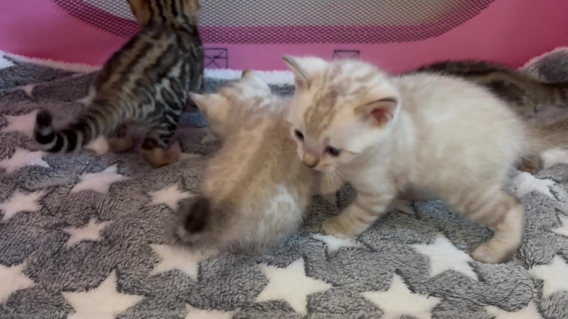 Bengal cats for sale: Supreme Grand Champion TICA bengal kittens  - Video 4