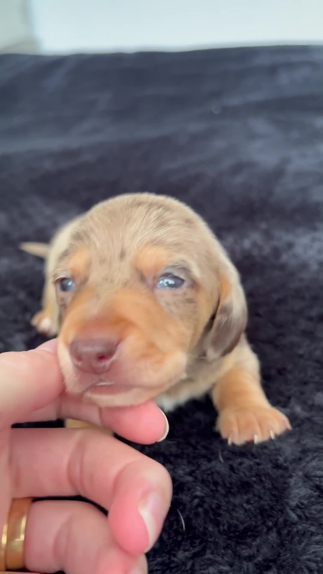Miniature Dachshund dogs for sale: ⭐️💕miniature dachshund pups⭐️💕 - Video 3