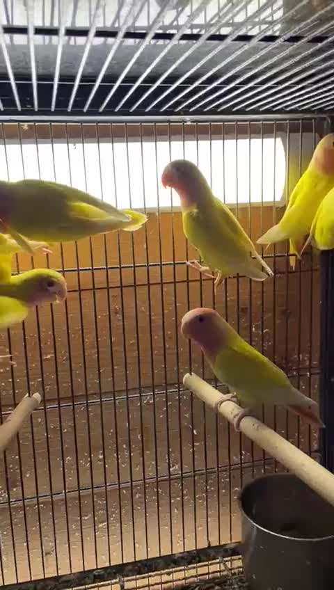 Lovebirds birds for sale: Stunning love birds  - Video 1