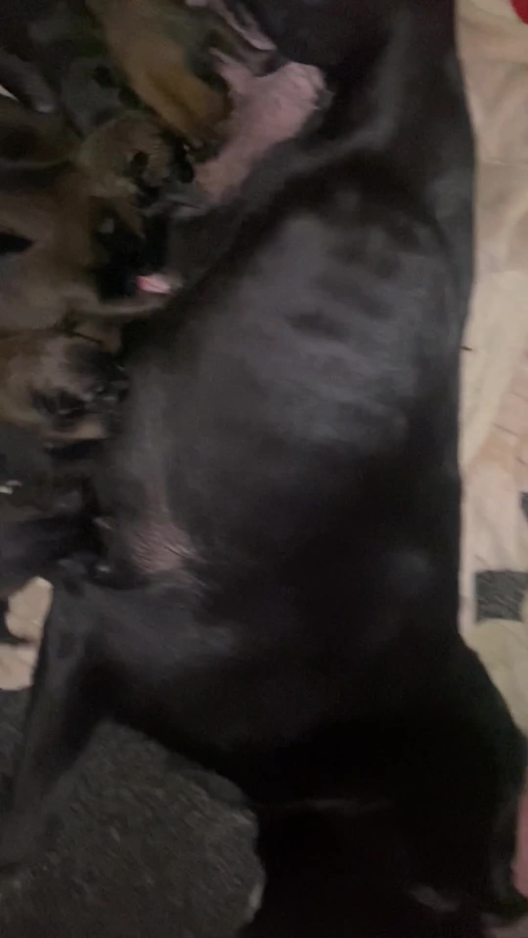 Belgian Shepherd Dog dogs for sale: Belgian Malinois Puppies - Video 1