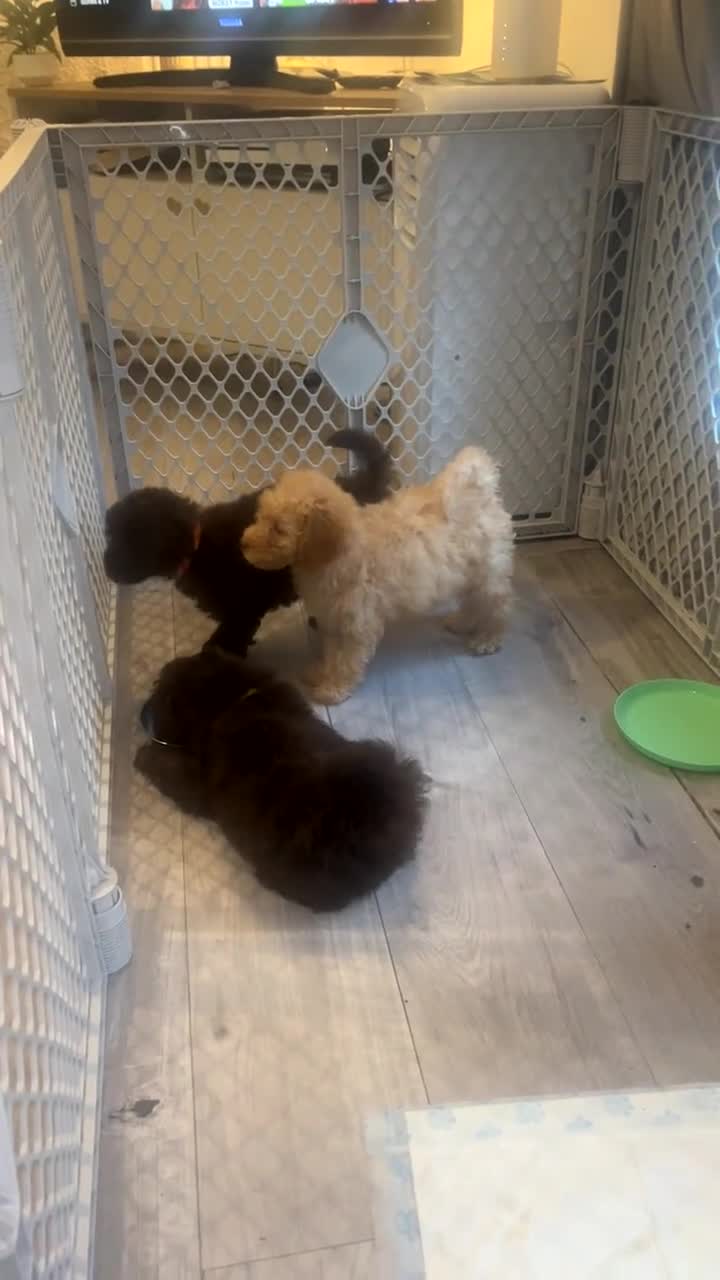 Cavapoo dogs for sale: Beautiful F1B Cavapoo Puppies- 3 GIRLS READY NOW - Video 1