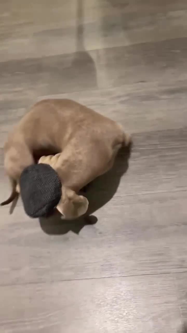Miniature Dachshund dogs for stud: Mini Dachshund isabella colour for stud - Video 1