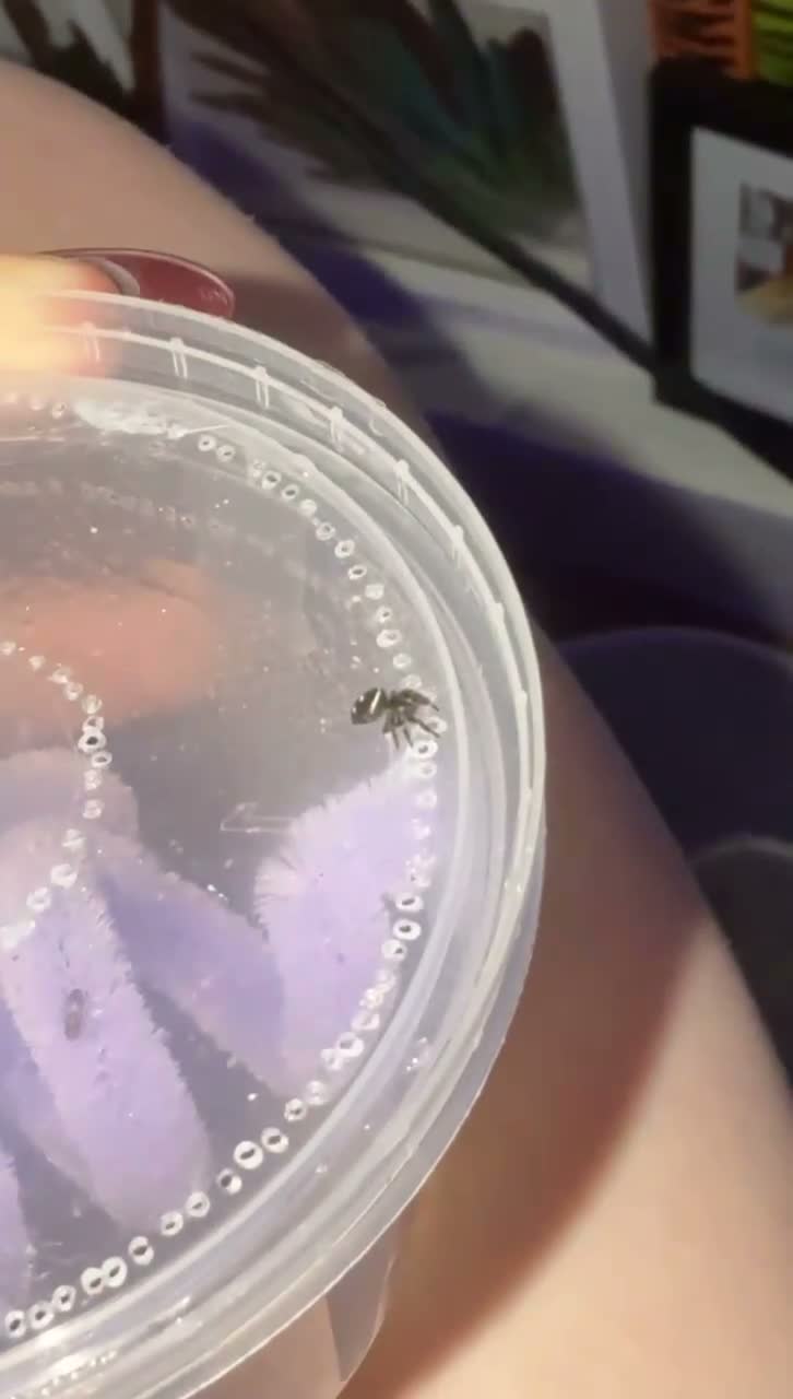 Spiders invertebrates for sale: Baby jumping spiders! in Rochdale - Video 2