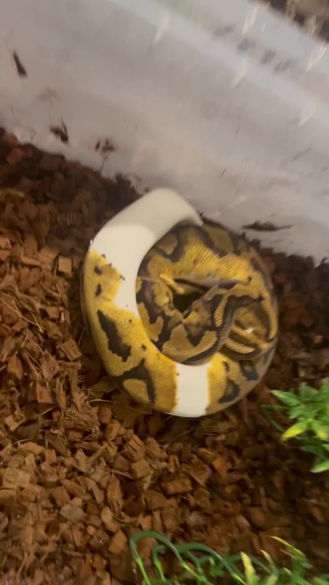 Python Snake reptiles for sale: 3 male ball python  - Video 1