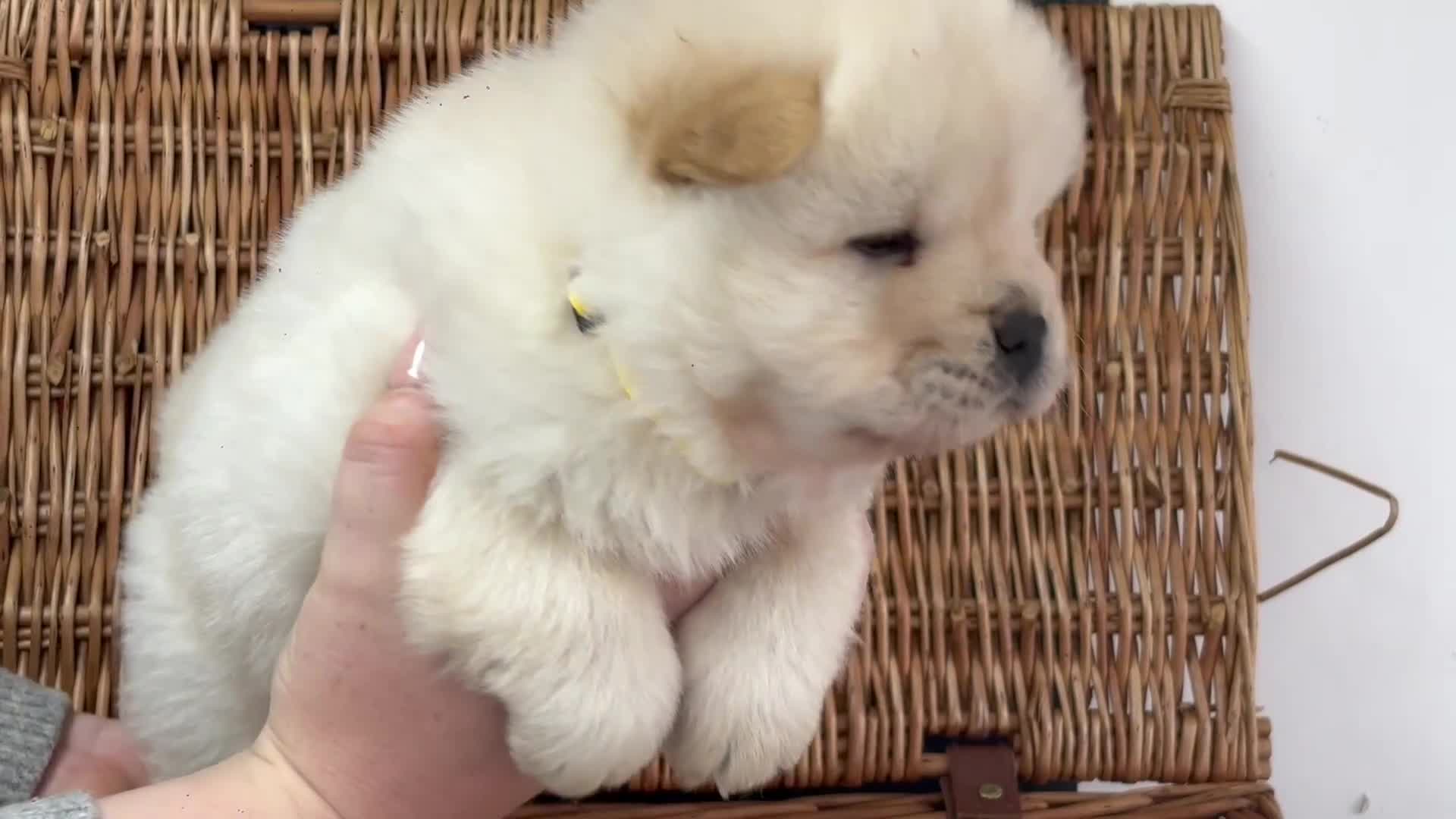 Chow Chow dogs for sale: 4 FEMALES POLAR WHITE CHOW CHOW  - Video 2