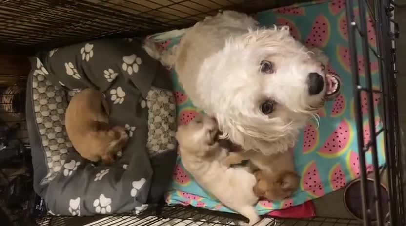 Mixed Breed dogs for sale: Gorgeous cavachon cocker spaniel puppies - Video 1