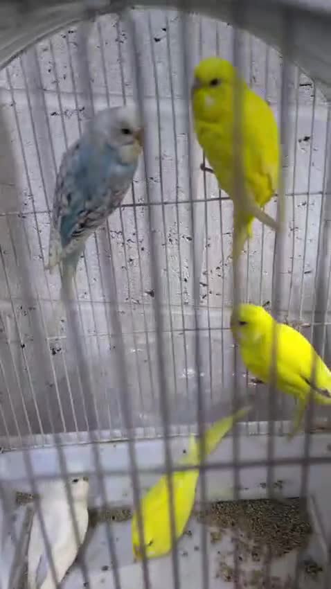 Budgerigars birds for sale: White and Yellow Budgies with Red Eyes - Video 2