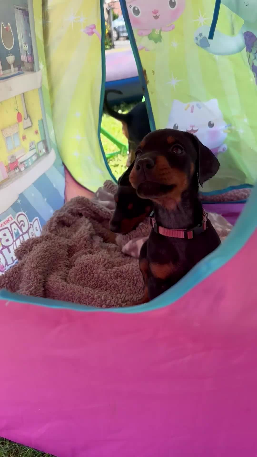 Dobermann dogs for sale: Champion Bloodline Doberman Puppies - Video 1