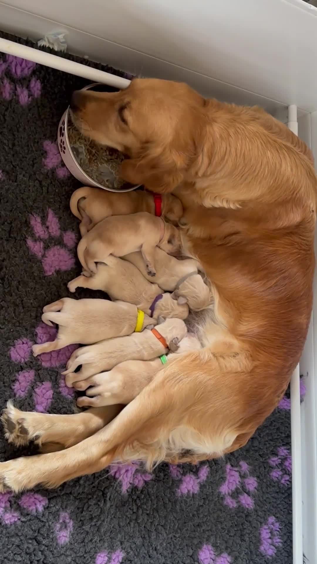 Golden Retriever dogs for sale: KC beautiful Golden Retriever puppies - Video 2