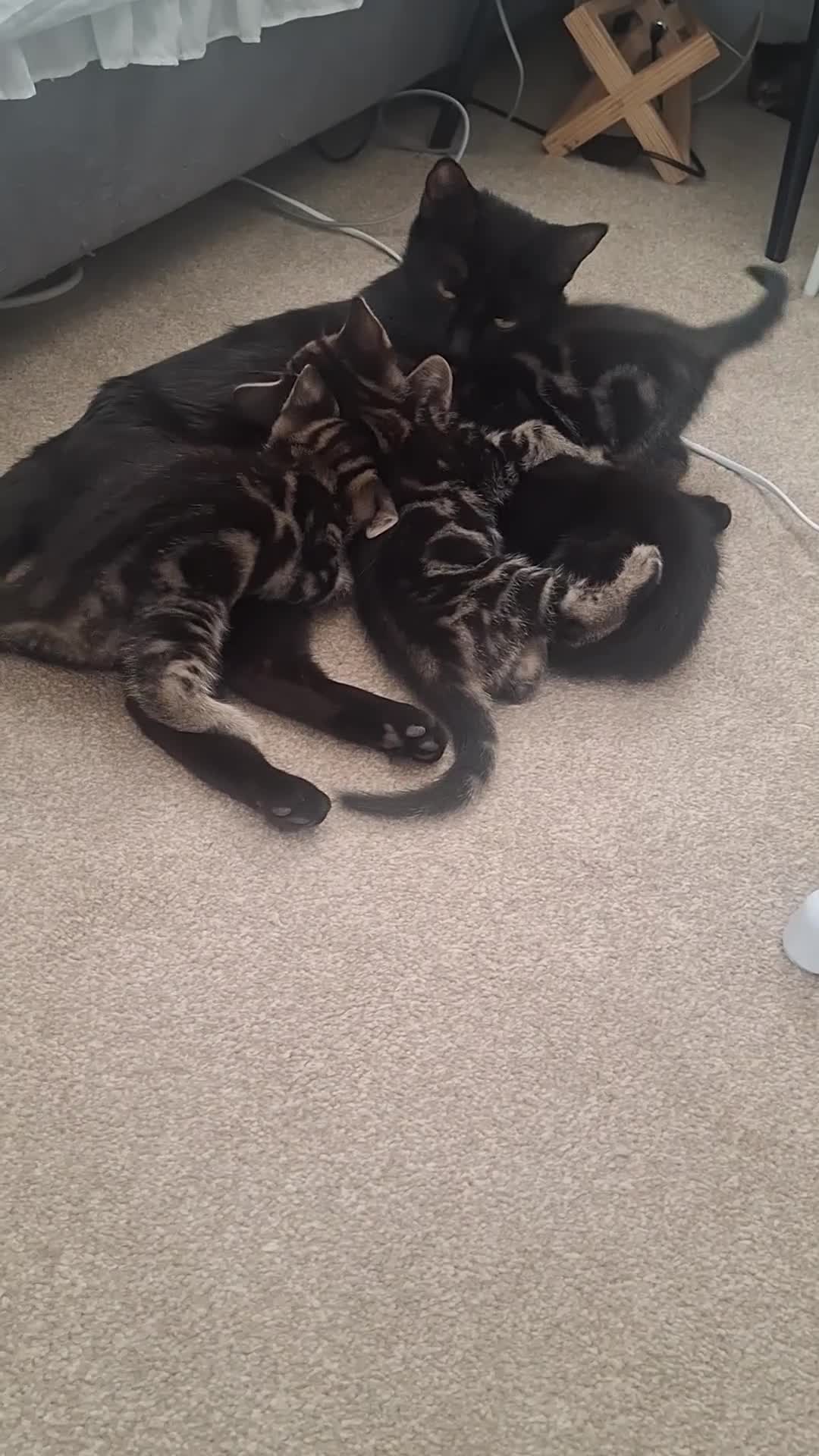 Mixed Breed cats for sale: girl and boy - Video 1