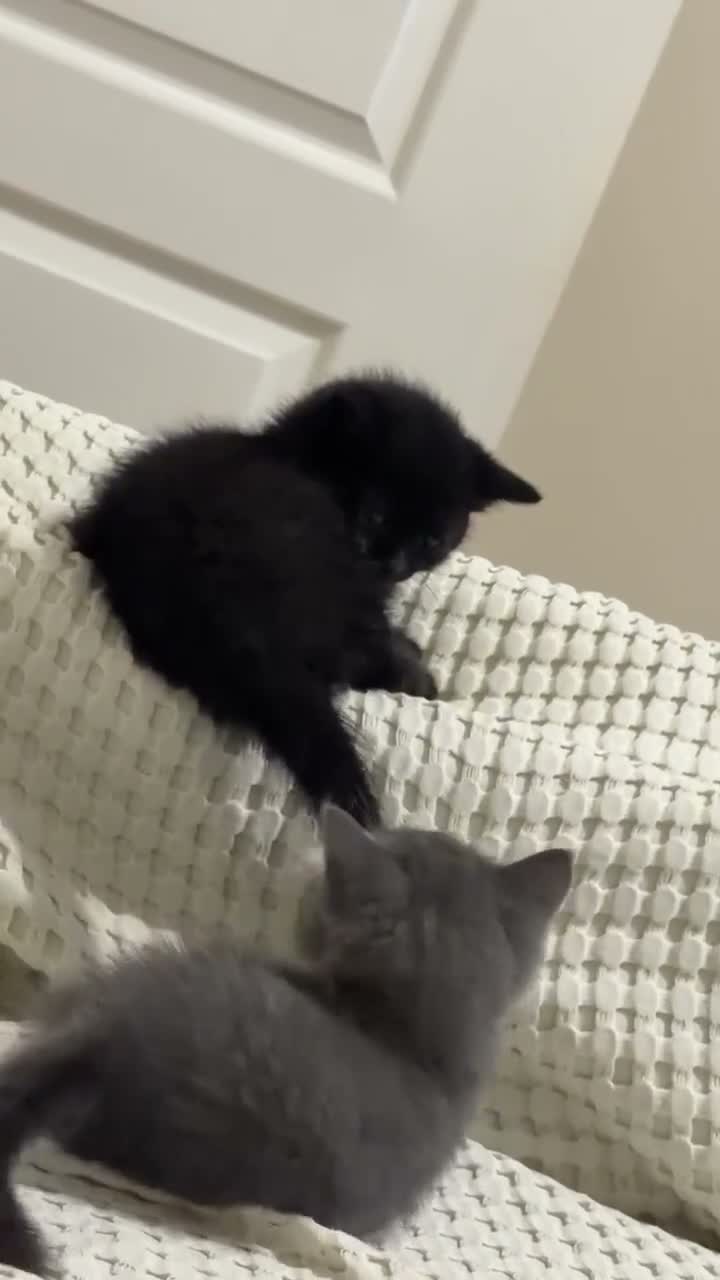 British Shorthair cats for sale: British Shorthair Kitten – Ready Now in Birmingham - Video 1