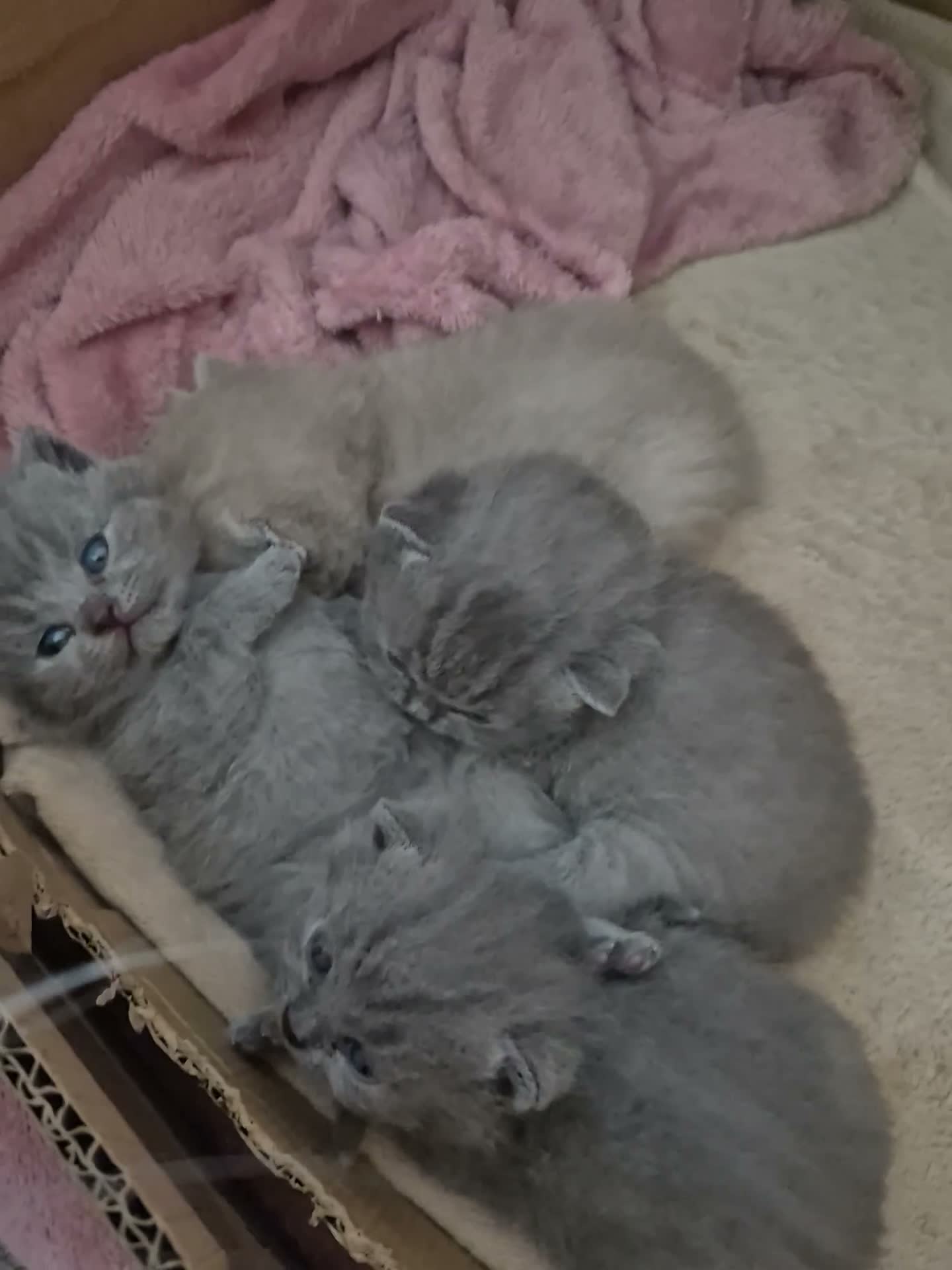 British Shorthair cats for sale: GCCF British Shorthair Kittens - Blue and Lilac  - Video 2
