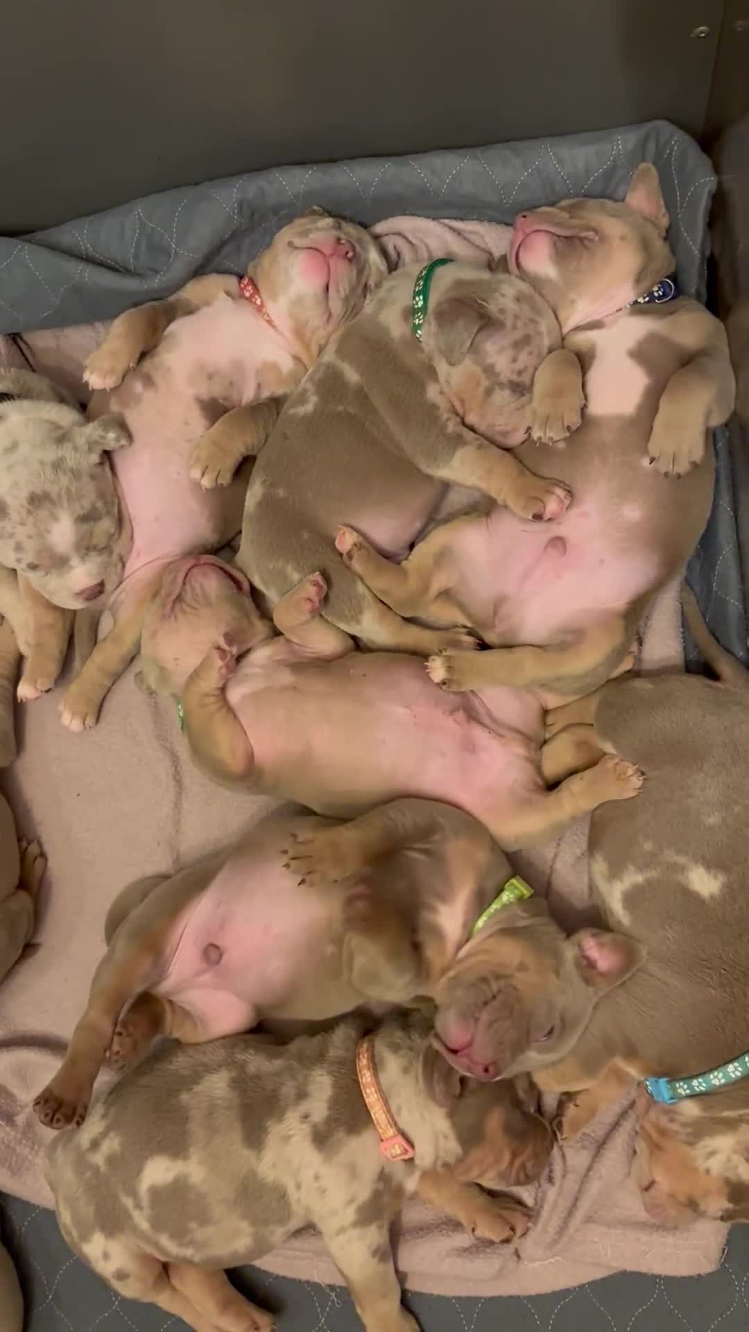 American Bully dogs for sale: ABKC Pocket Bully’s  - Video 3