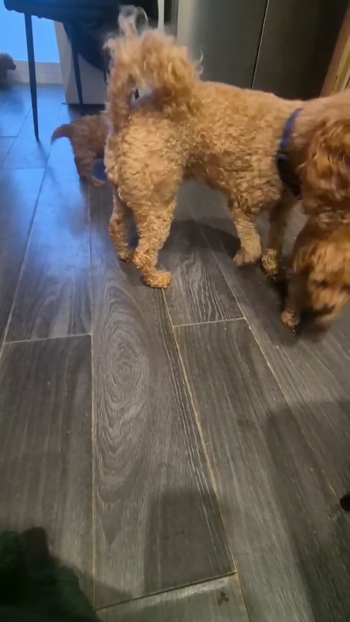 Toy Poodle dogs for sale: Toy poodle  - Video 1