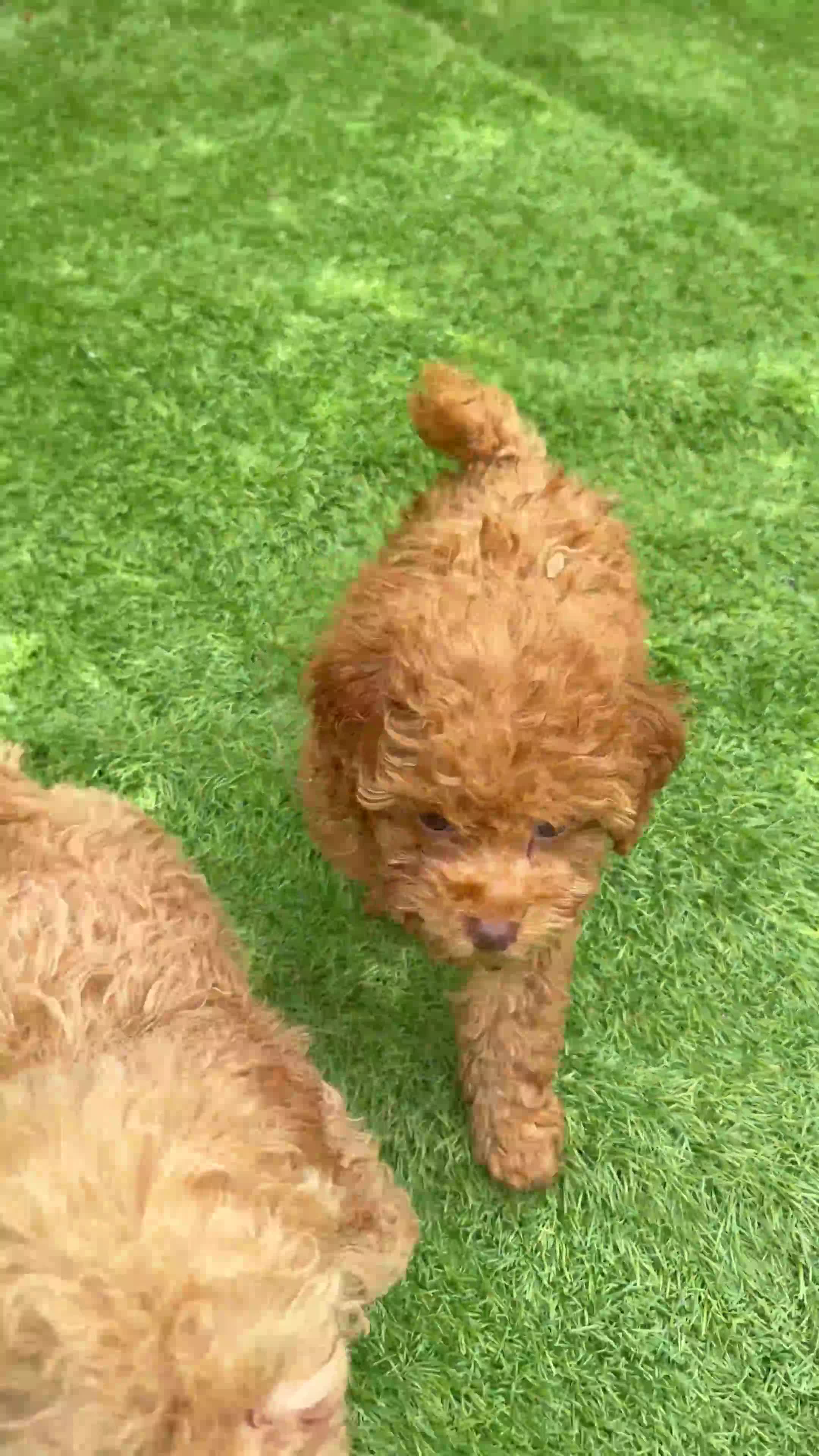 Toy Poodle dogs for sale: Gorgeous tiny toy poodle puppies  - Video 1