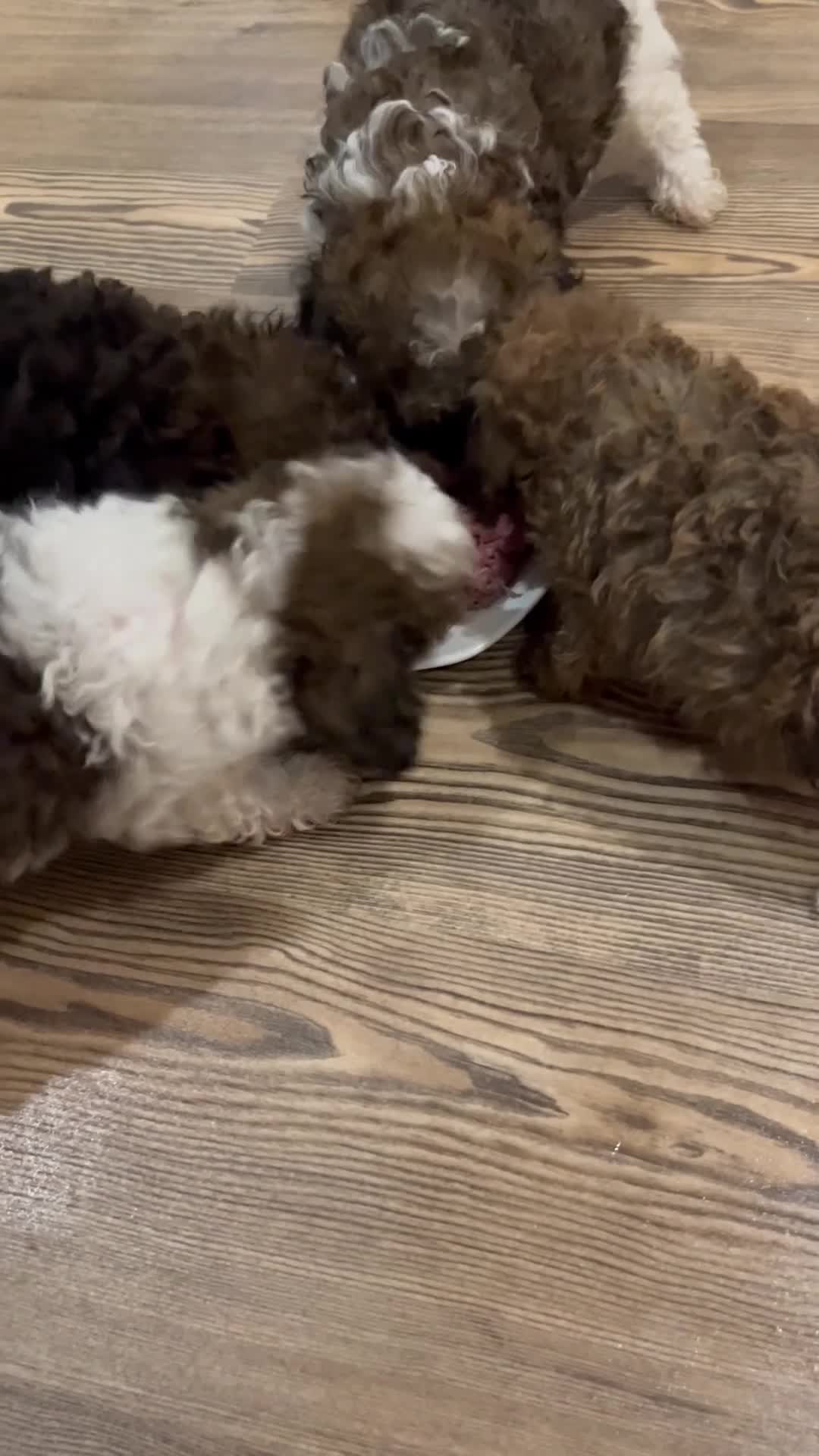 Shihpoo dogs for sale: WAITING LIST Toy Shihpoo  - Video 1