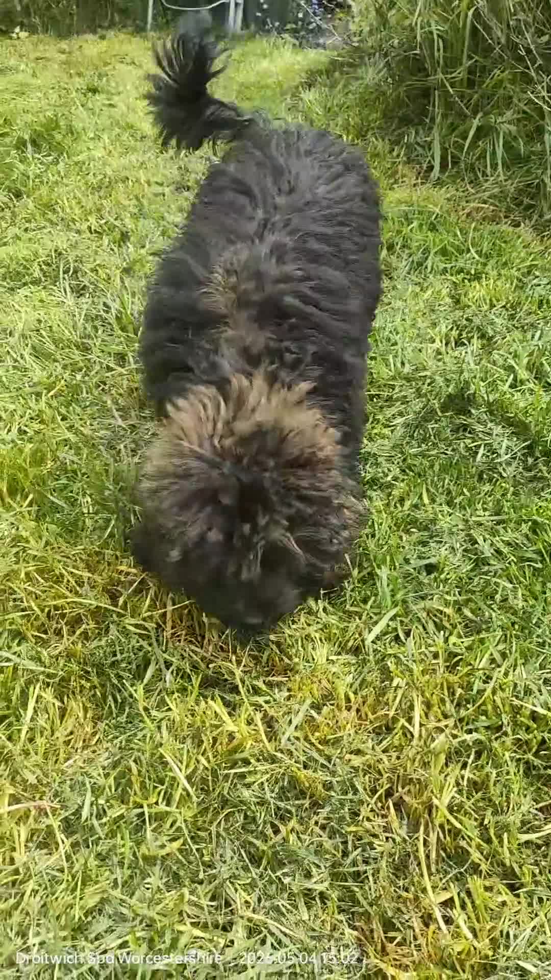 Shihpoo dogs for sale: F1b Fully Health Tested Shihpoo - Video 2