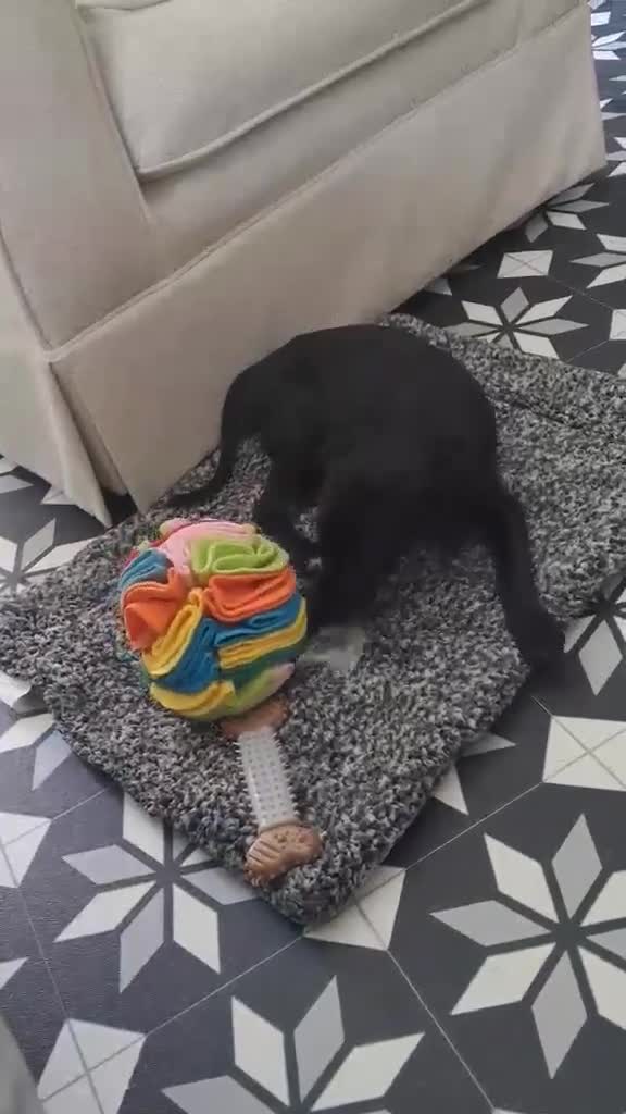 Mixed Breed dogs for adoption: 🐾 Comet - small paws, big adventures 🐾 in Corby - Video 2