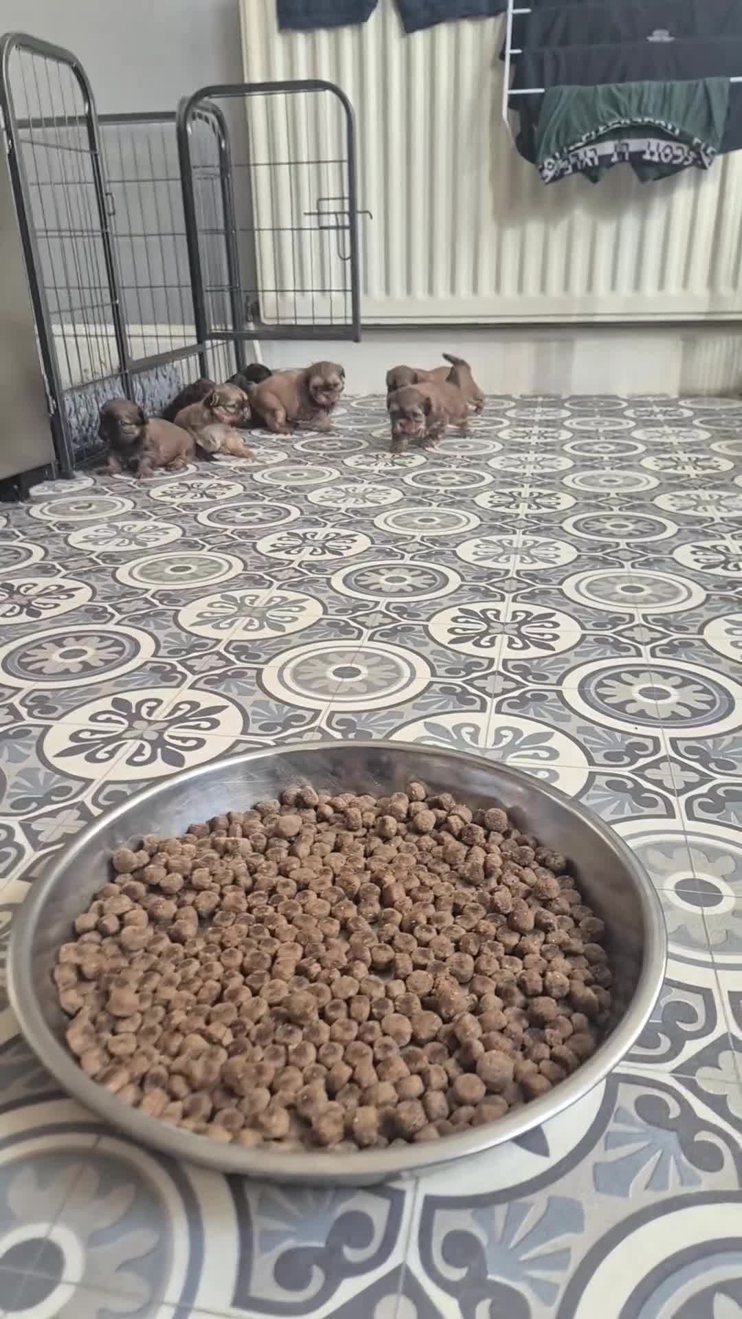 Shih Tzu dogs for sale: Beautiful chocolate dobie imperial shih tzus - Video 1