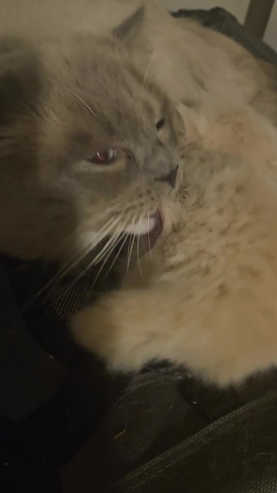 Mixed Breed cats for sale: Fluffy kittens Mix ragdoll and Norwegian forest  - Video 2