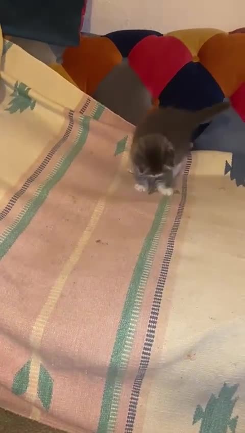 Siberian cats for sale: x5 Adorable Pure Siberian Kittens to re-home😻 - Video 3