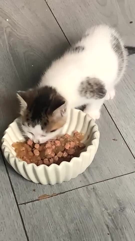 Mixed Breed cats for sale: Last little boy  - Video 1