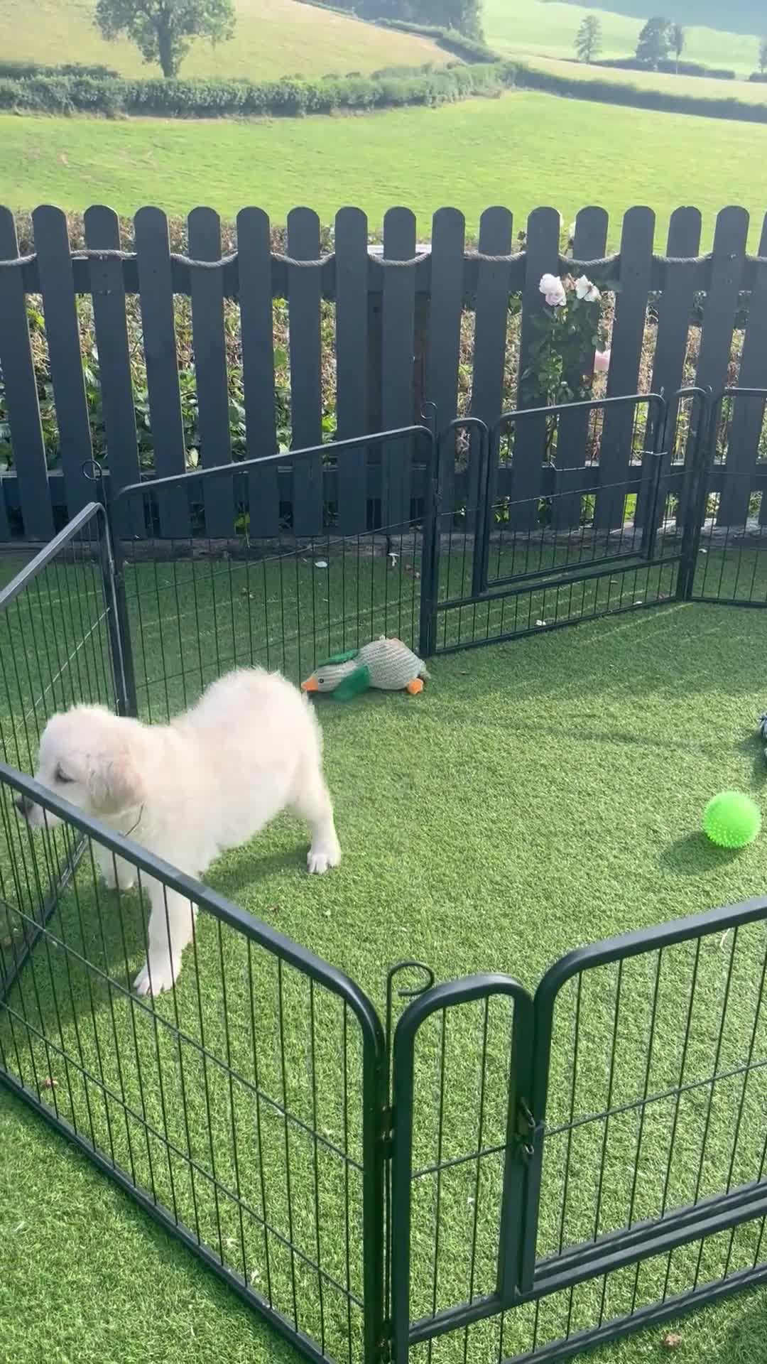 Golden Retriever dogs for sale: 👉👉Fully health tested parents!! 👈👈 - Video 2