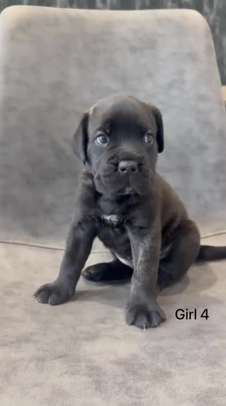 Cane Corso dogs for sale: Ready to collect Exceptional Cane Corso puppies   - Video 4