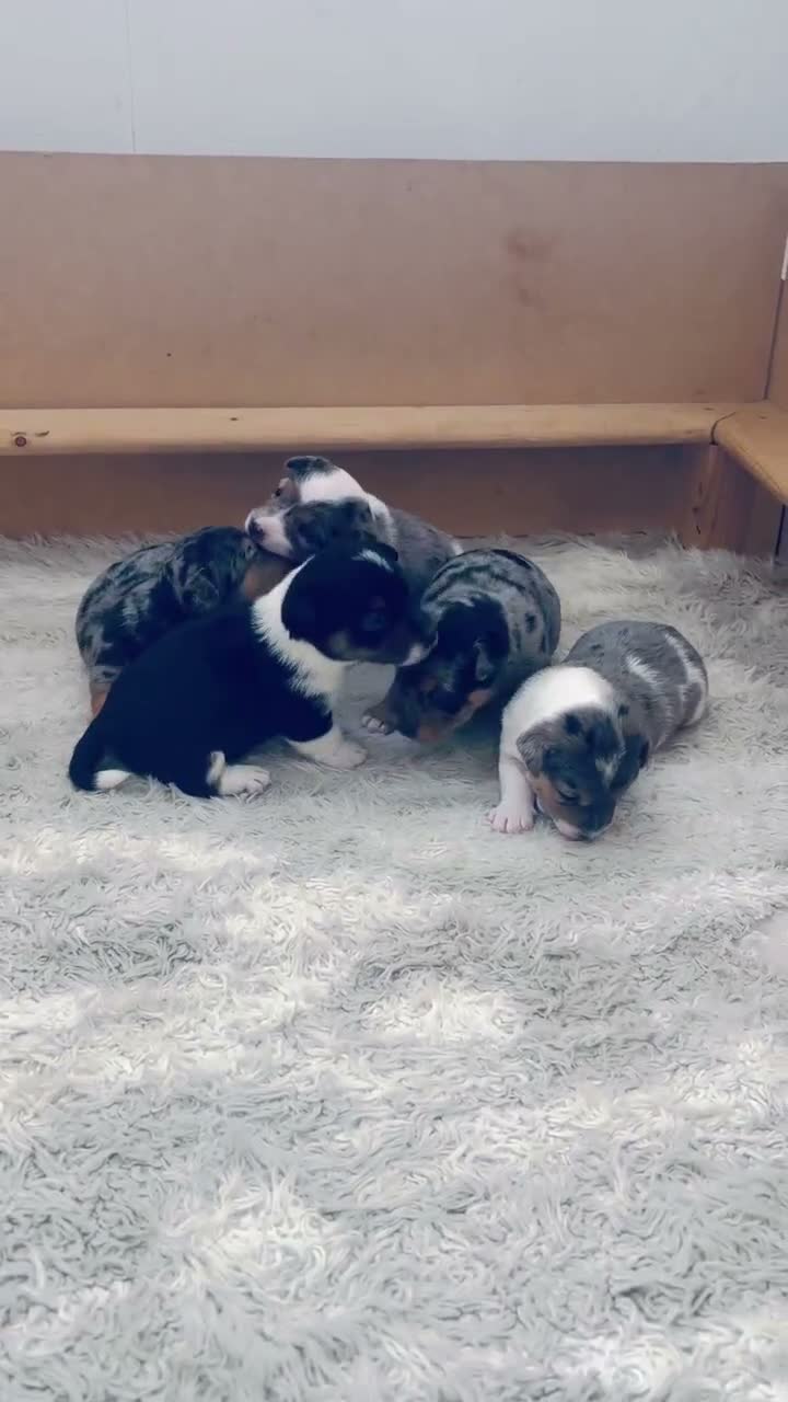 Jack Russell dogs for sale: Miniature Jack Russell Puppies  - Video 1